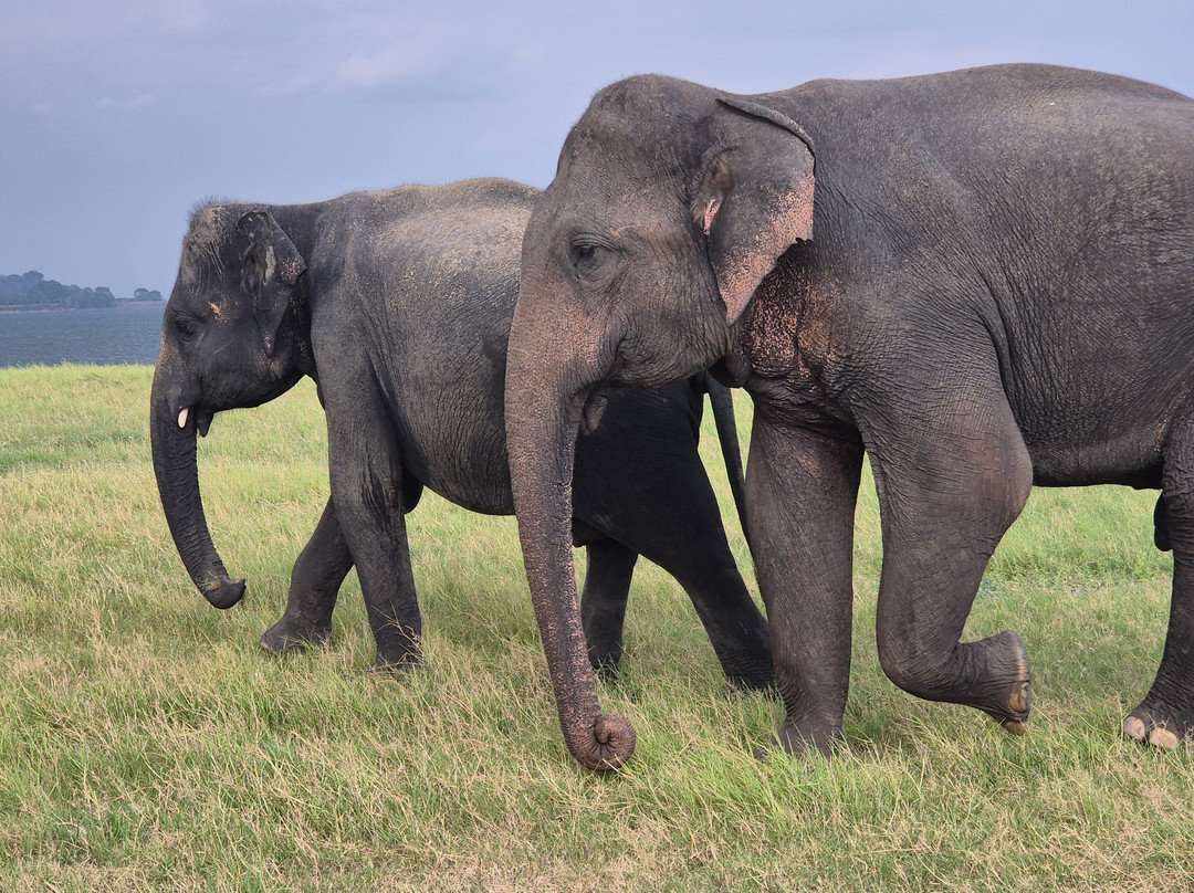 Dinu Lanka Tours-Ragama必去景点