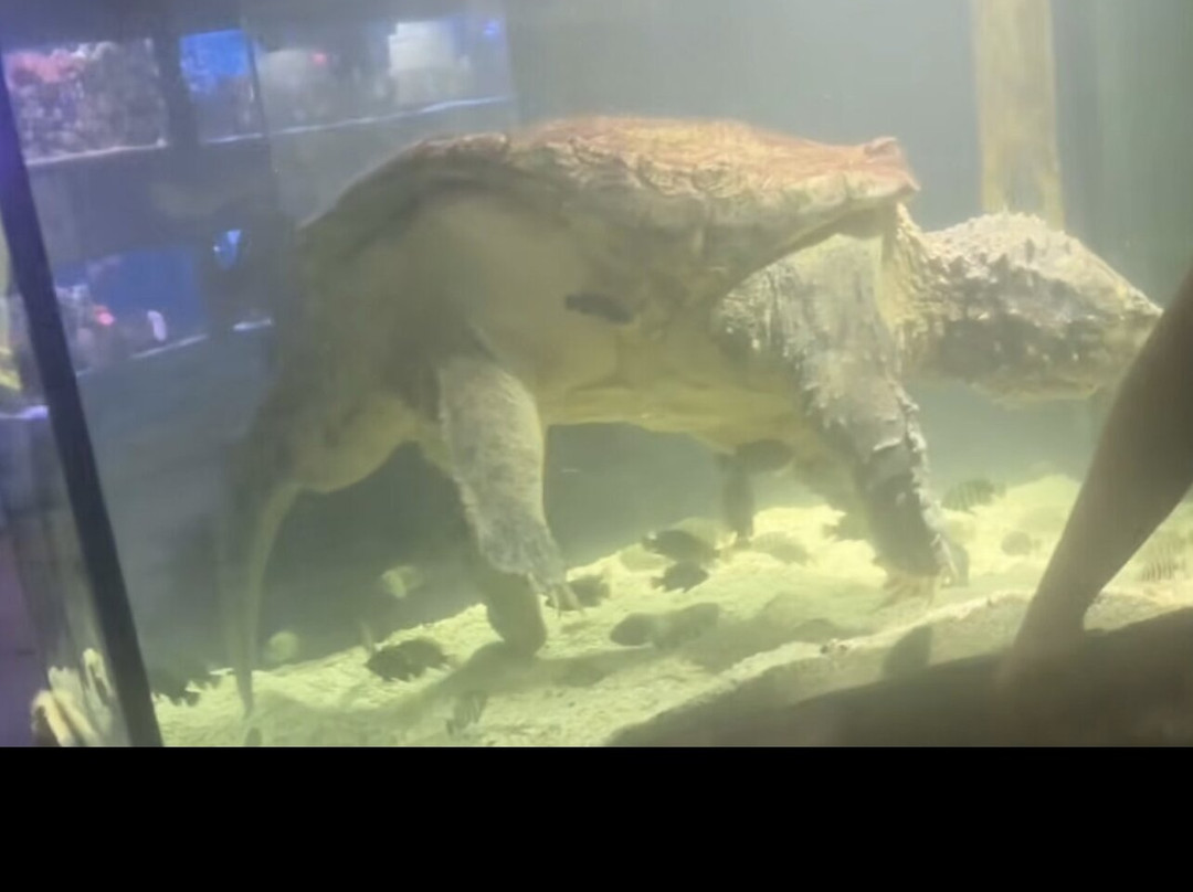 Alushta Aquarium-阿卢什塔必去景点