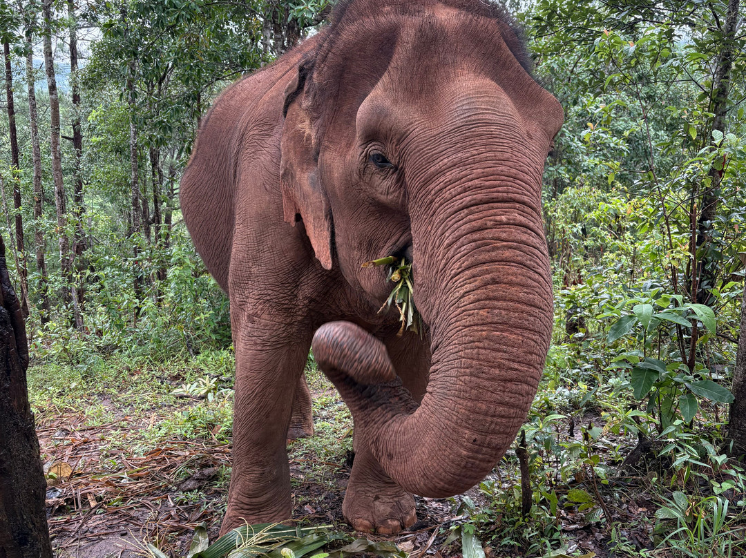 Damnoen Saduak Elephant Village-丹能沙都必去景点