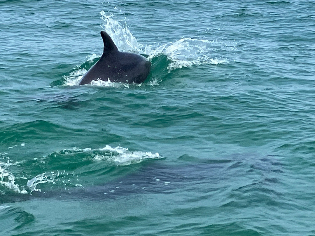 Island RIB Voyages-St Catherine's必去景点