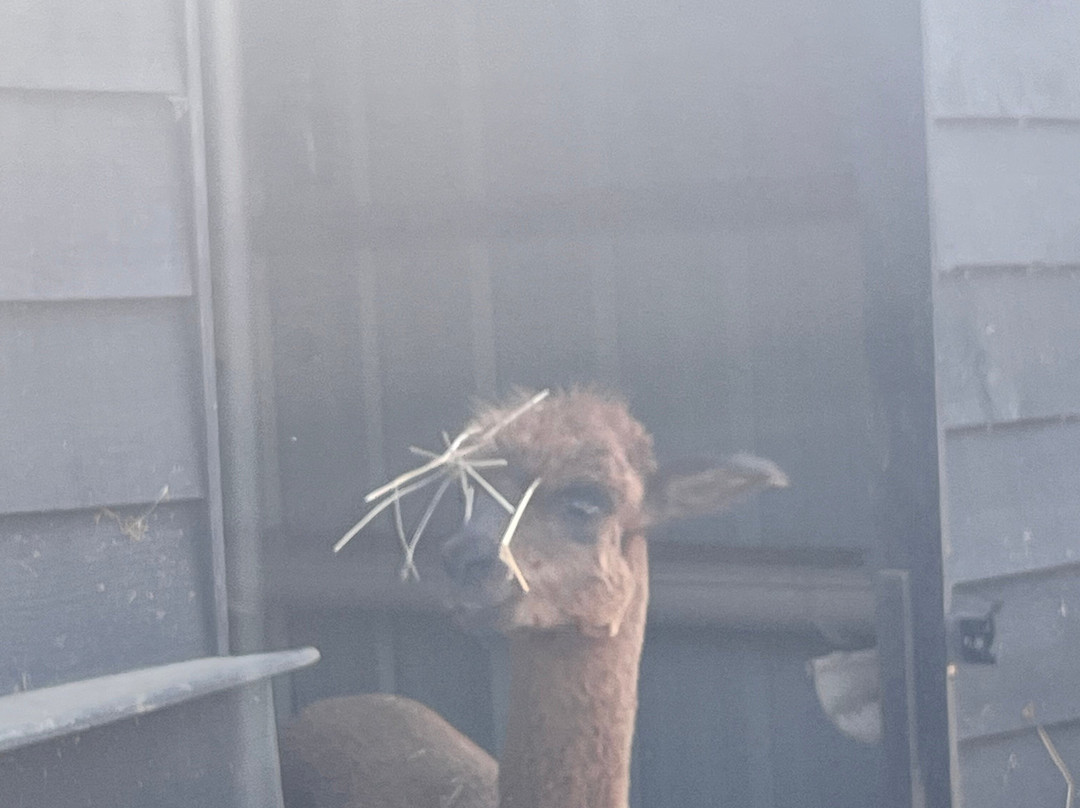 Nana Mac Alpaca Farm-Limalonges必去景点