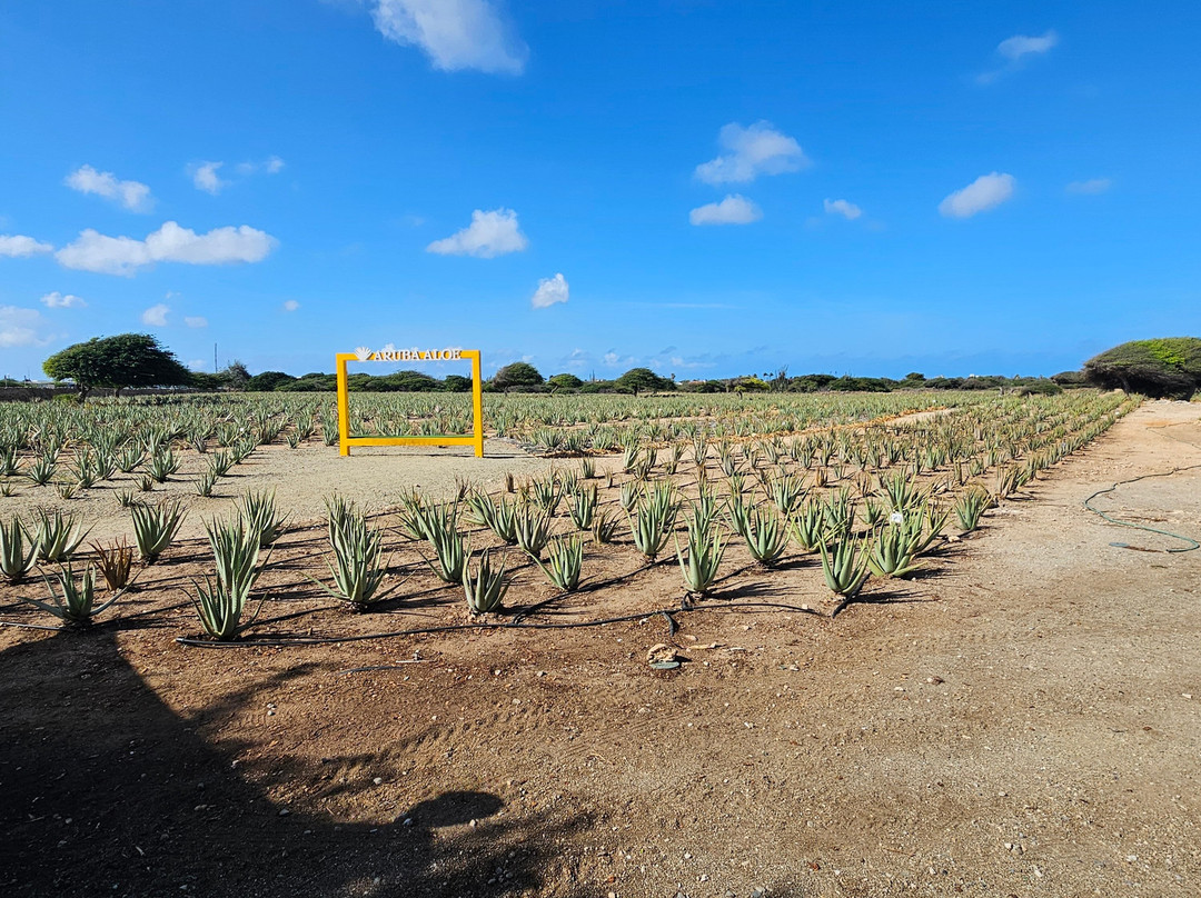 Aruba Aloe Factory, Museum and Store-阿鲁巴岛必去景点