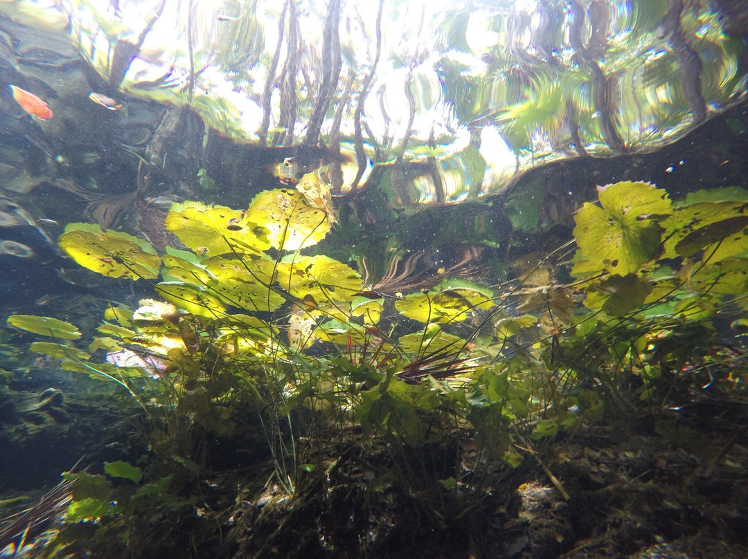 Happy Manta Cenote Diving-普拉亚德尔卡曼必去景点