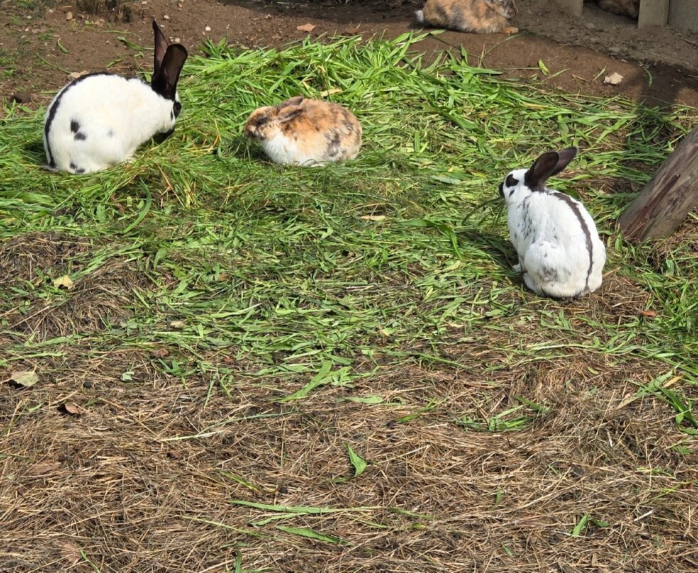 Wildpark Sonnenhalde-Neukirch必去景点