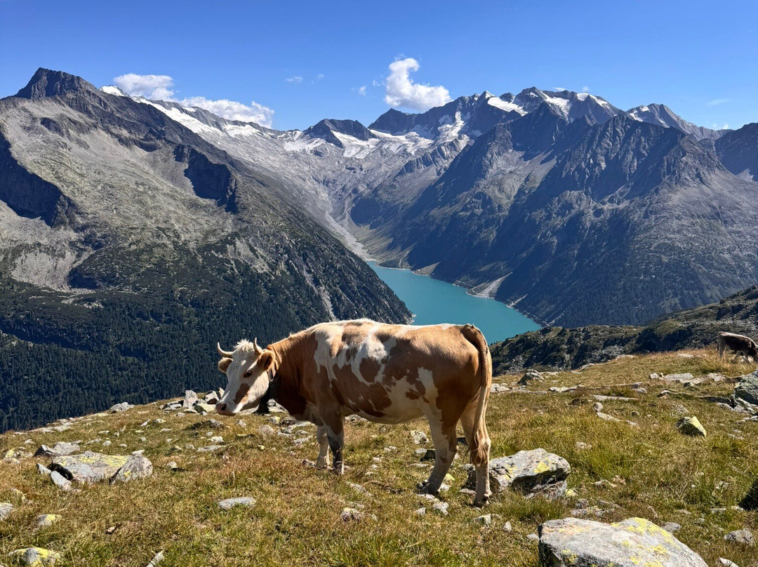 LEDERER's LIVING主图