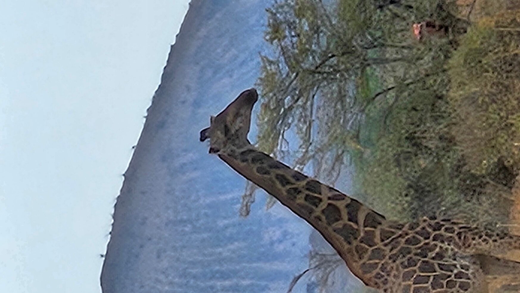 马赛辛巴营度假村-官方