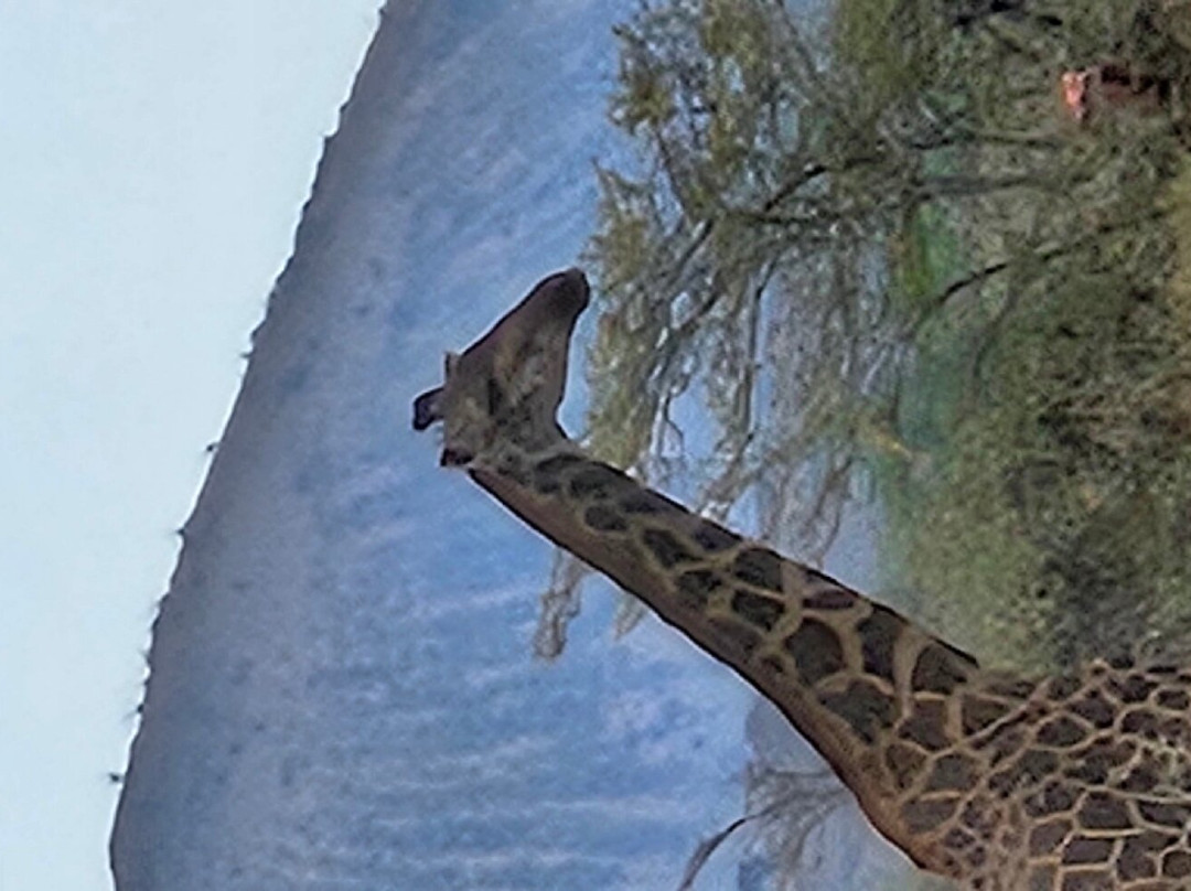 马赛辛巴营度假村主图