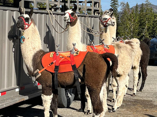 Wildland Llamas-杰克逊必去景点