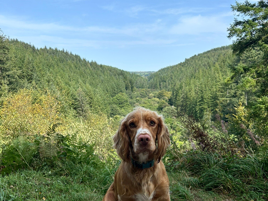 Cardinham Woods - Forestry England-博德明必去景点