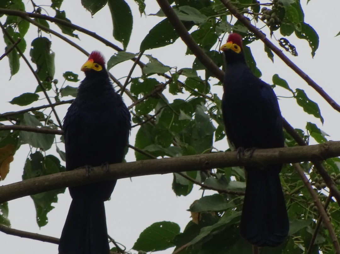 Mount Elgon Trekkers-Kapchorwa必去景点