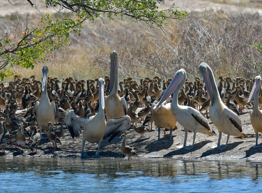 APT Kimberley Wilderness Adventures-布鲁姆必去景点