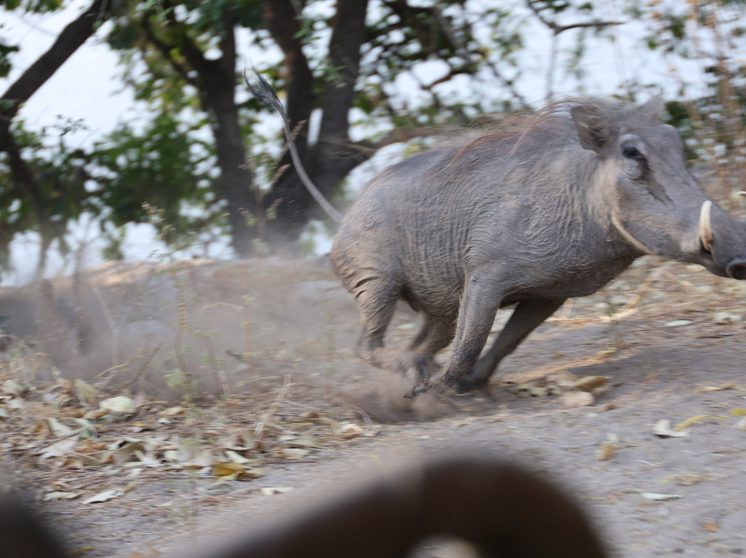 Kalahari Tours-Kazungula必去景点