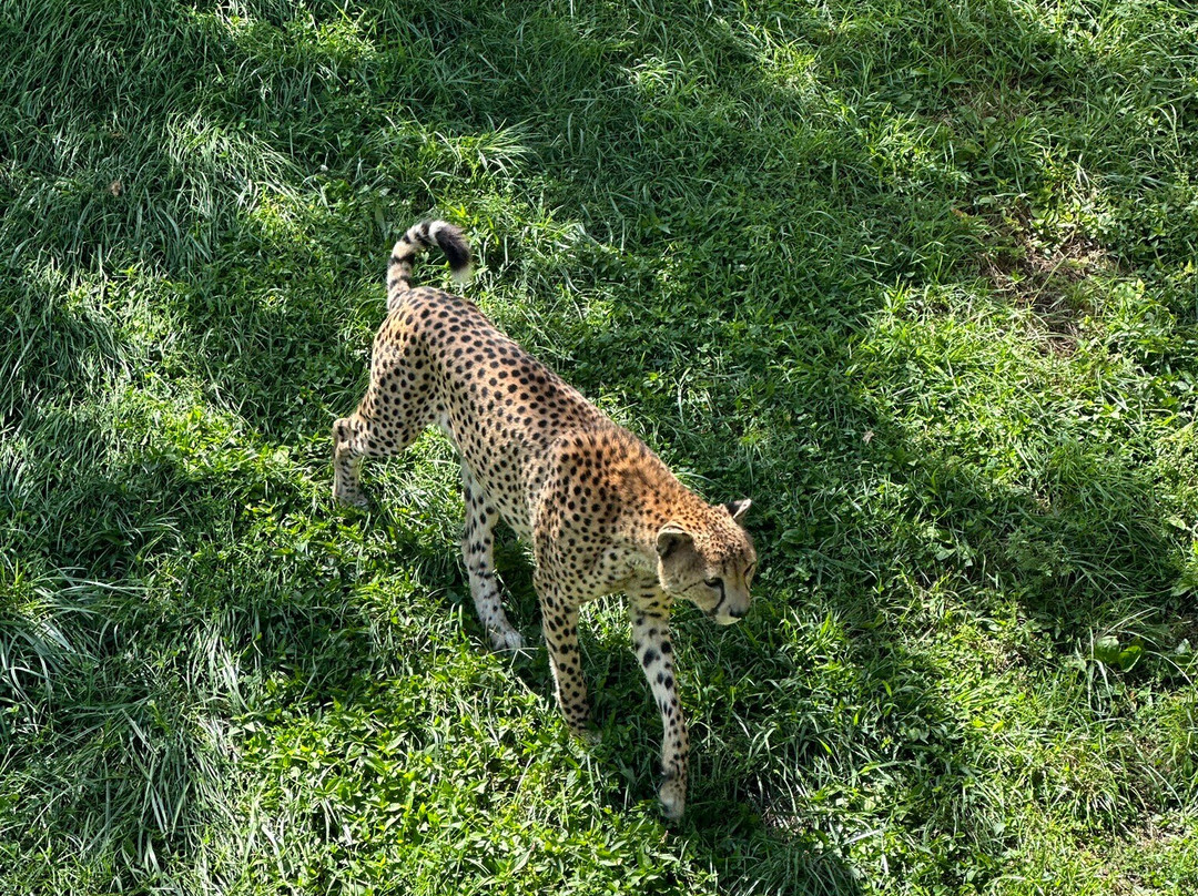 Indianapolis Zoo-印第安纳波利斯必去景点