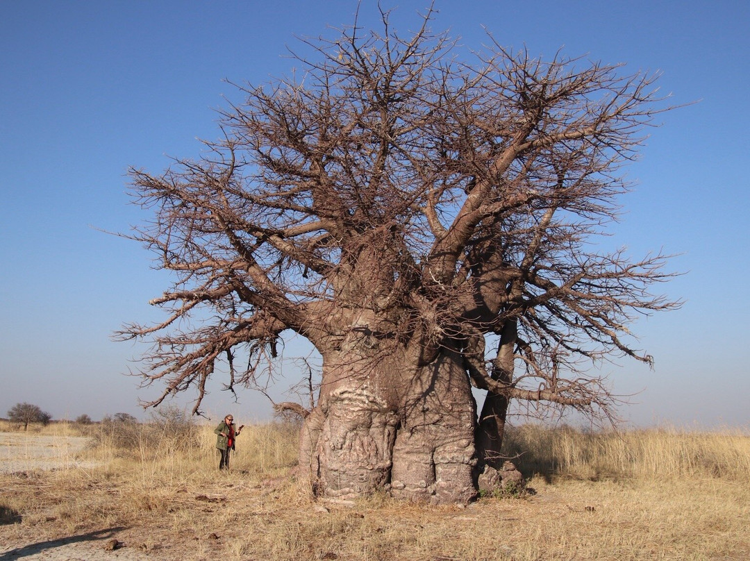Makgadikgadi Salt Pan-Makgadikgadi Pans National Park必去景点