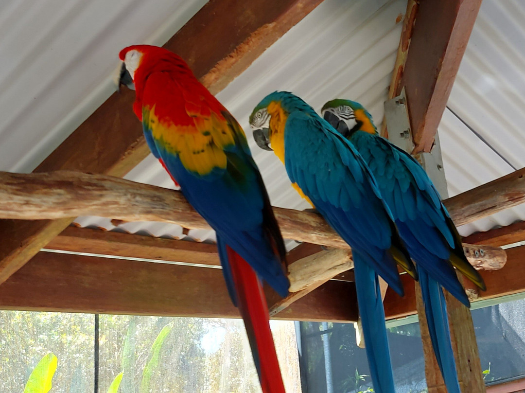 Birdworld Kuranda-库兰达必去景点
