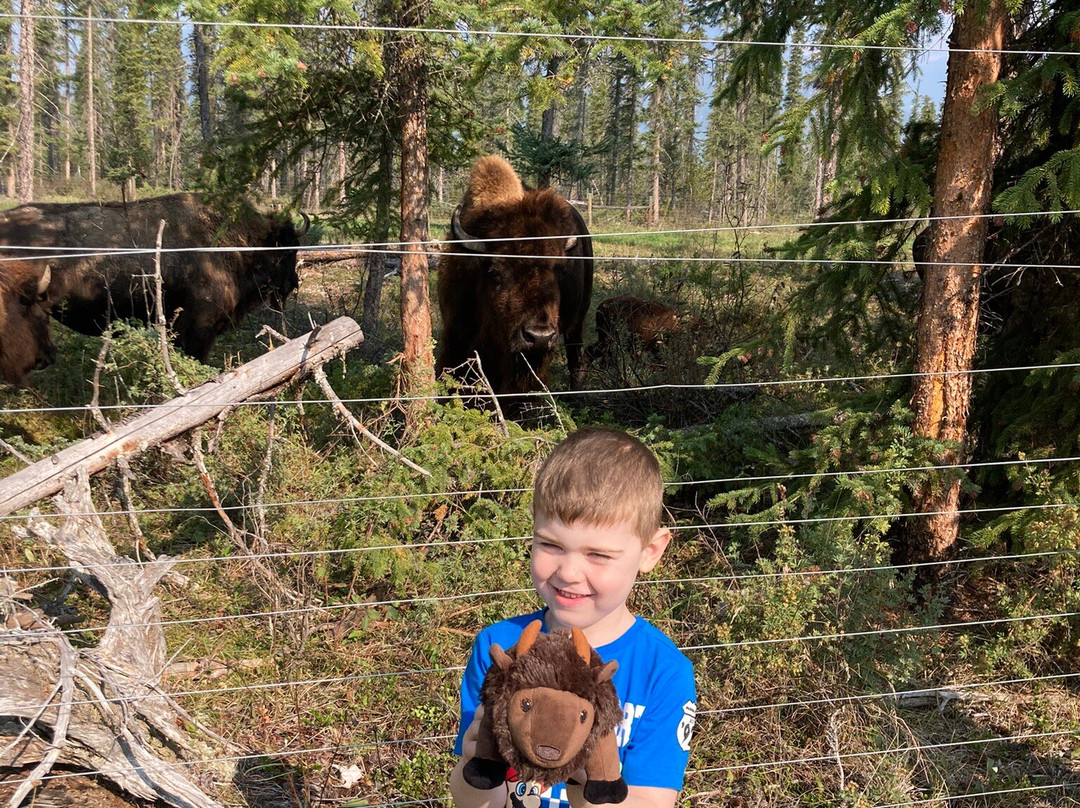 Rocky Mountain Buffalo Ranch & Guest Cabins-戈尔登必去景点