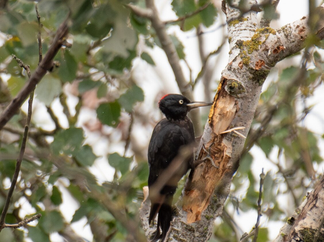 Hungarianbirdwatching.com Day Tours-布达佩斯必去景点