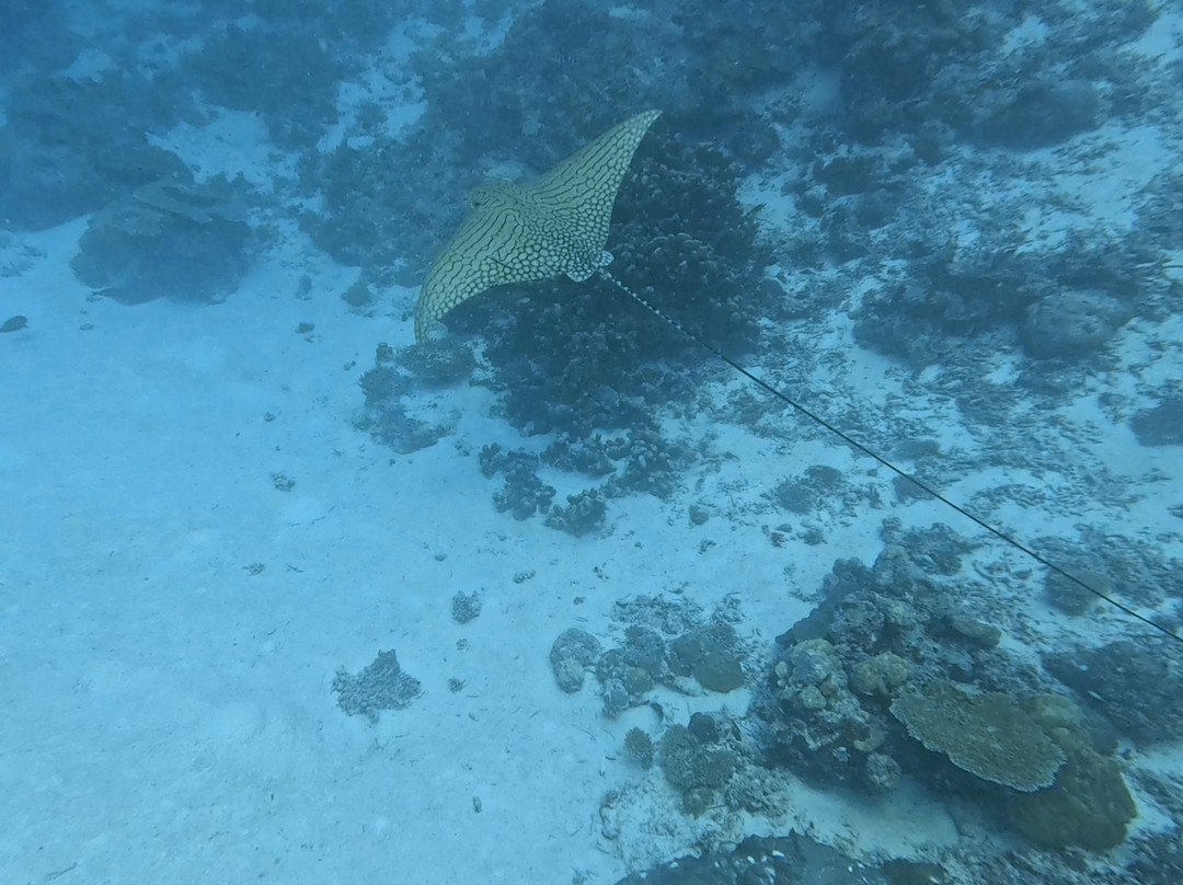 Euro-Divers LUX South Ari Atoll-南阿里环礁必去景点