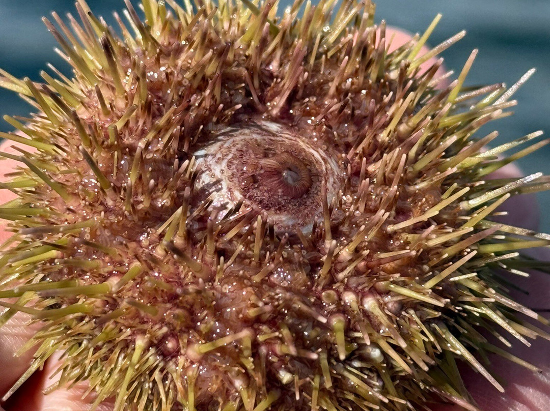 Whaler's Quest Ocean Adventures-Red Bay必去景点