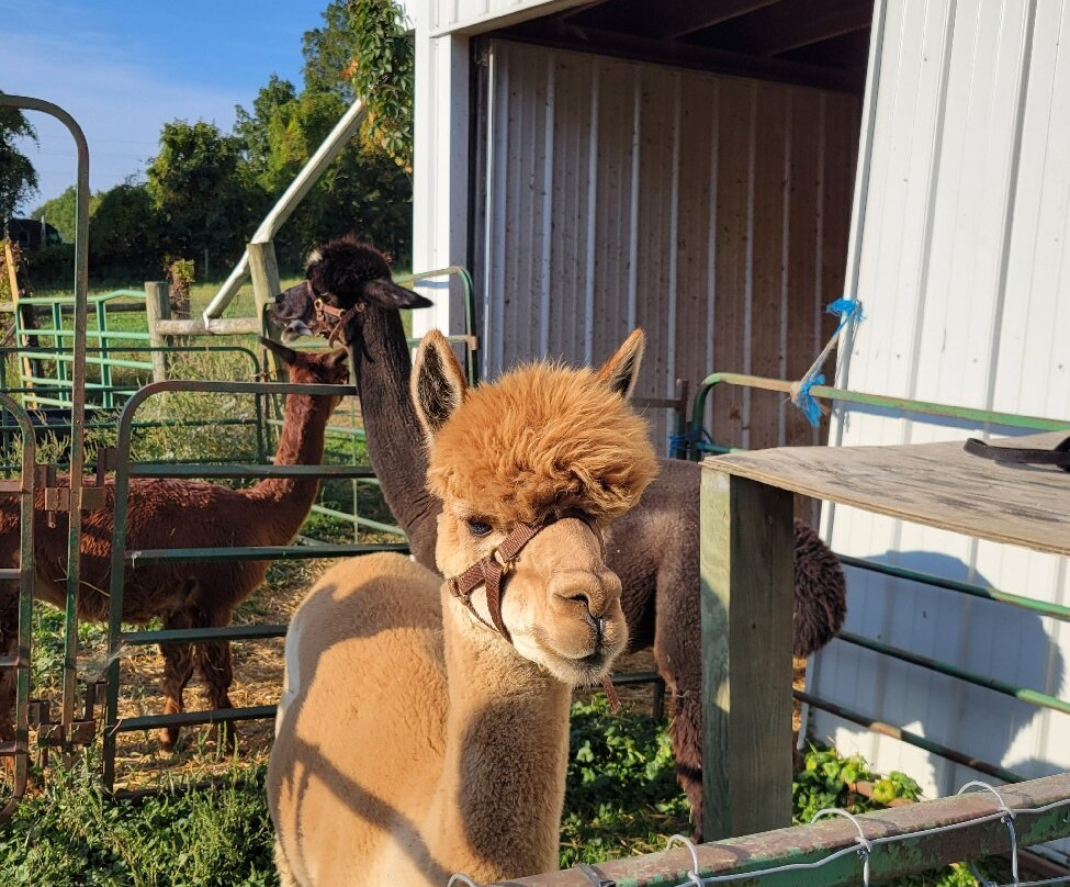 Alpaca Meadows-曼斯费尔德必去景点