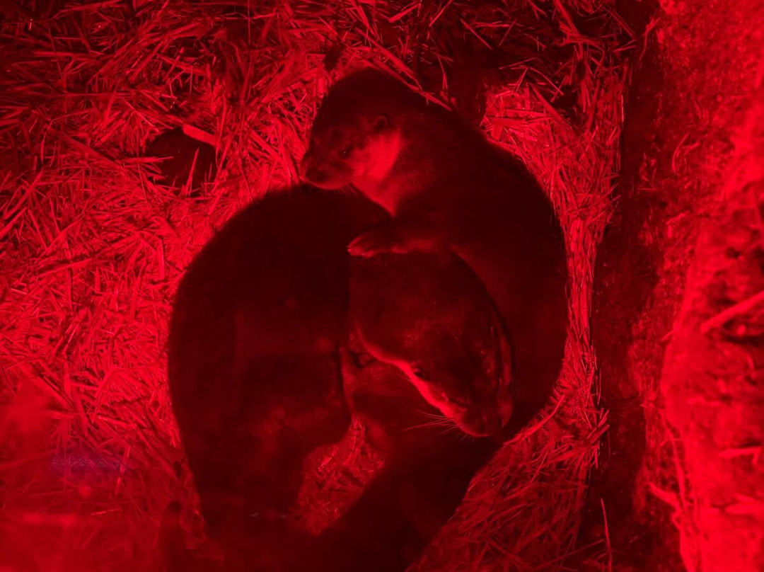 Buckfast Butterfly Farm And Dartmoor Otter Sanctuary-Buckfastleigh必去景点