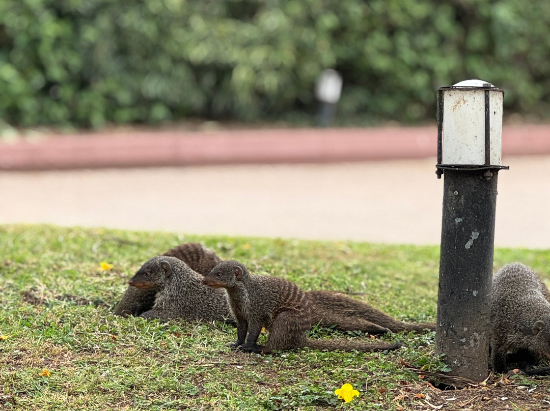 Nature Connect Safaris Uganda-坎帕拉必去景点