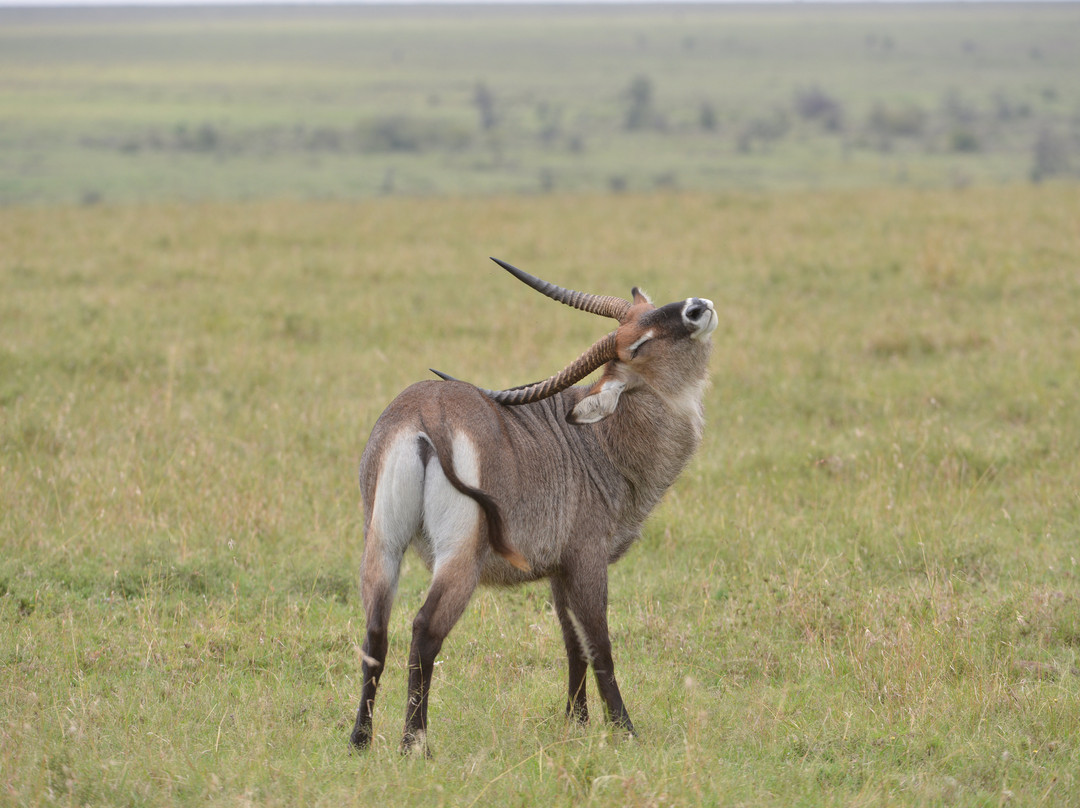 Mara Naboisho Conservancy-纳罗克必去景点