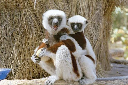 狐猴公园-安塔那那利佛必去景点