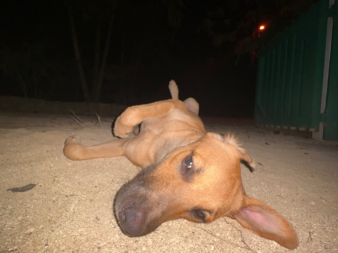 One Retreats Jamaica-内格里尔必去景点