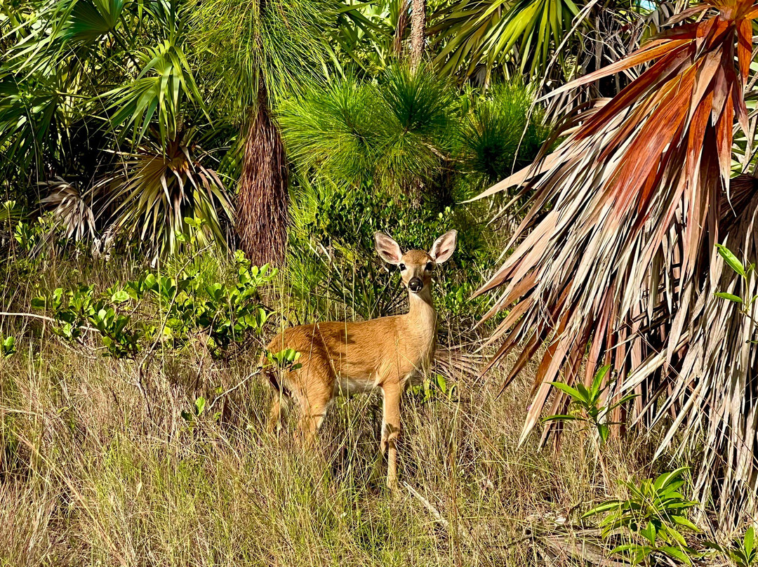 Blue Hole-Big Pine Key必去景点