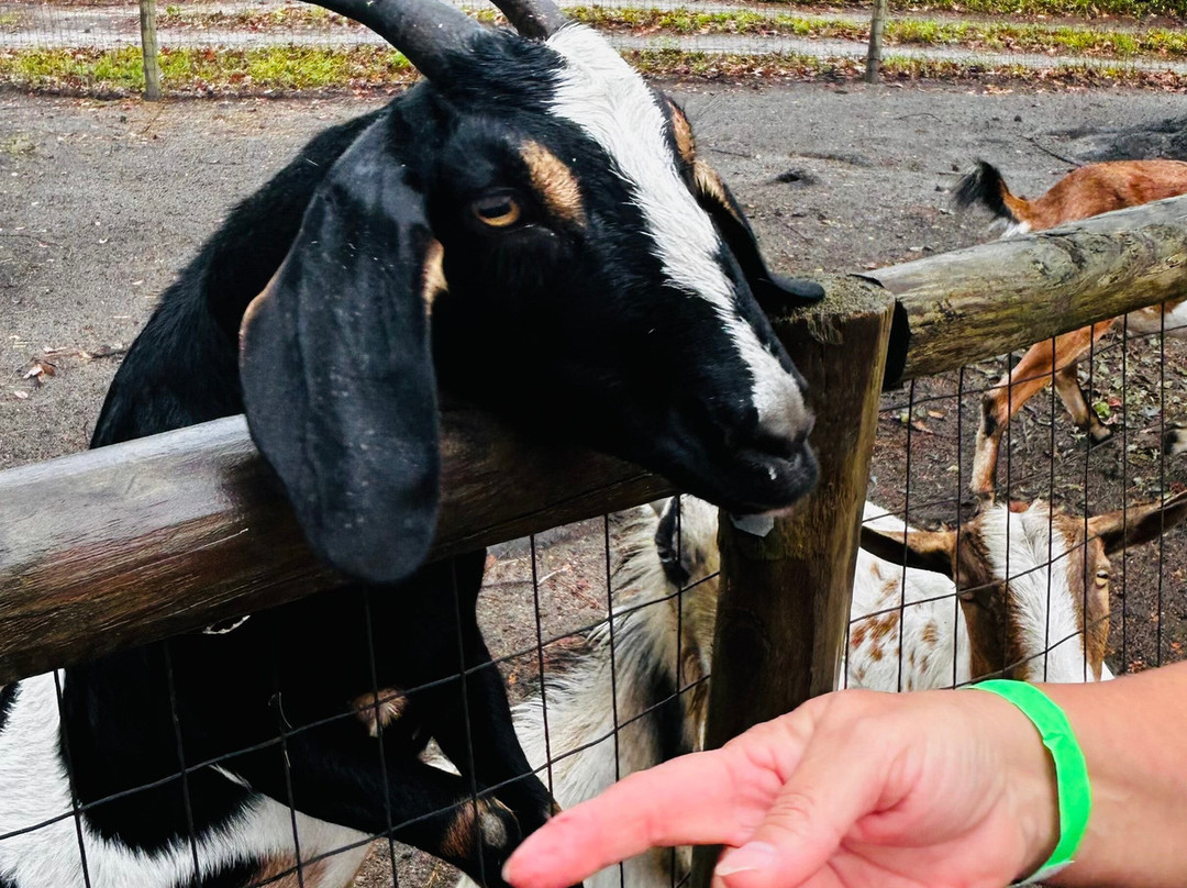 North Florida Wildlife Center-Lamont必去景点