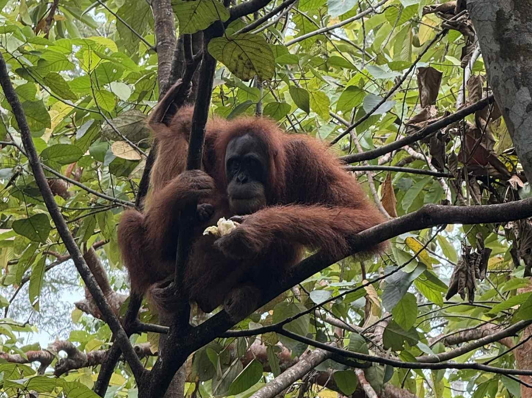 Bukit Lawang Jungle Trekking-武吉拉旺必去景点