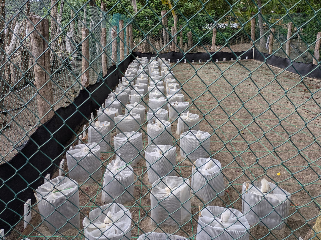 Save The Turtles Playa Venao-维纳欧海滩必去景点