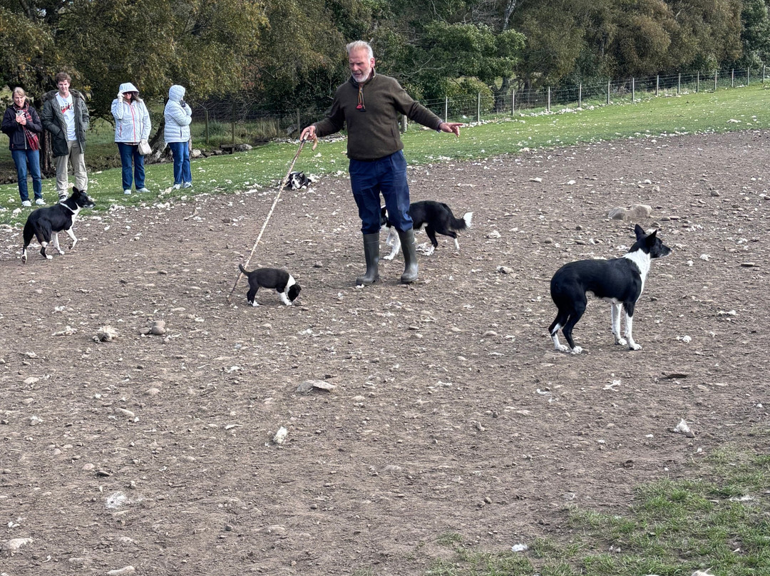 Working Sheepdogs-Kincraig必去景点