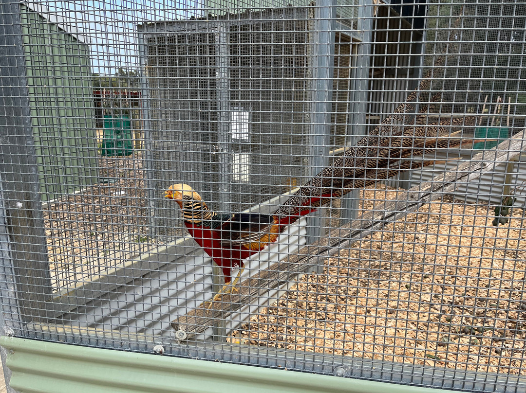 Sunflowers  Animal Farm-Ludlow必去景点