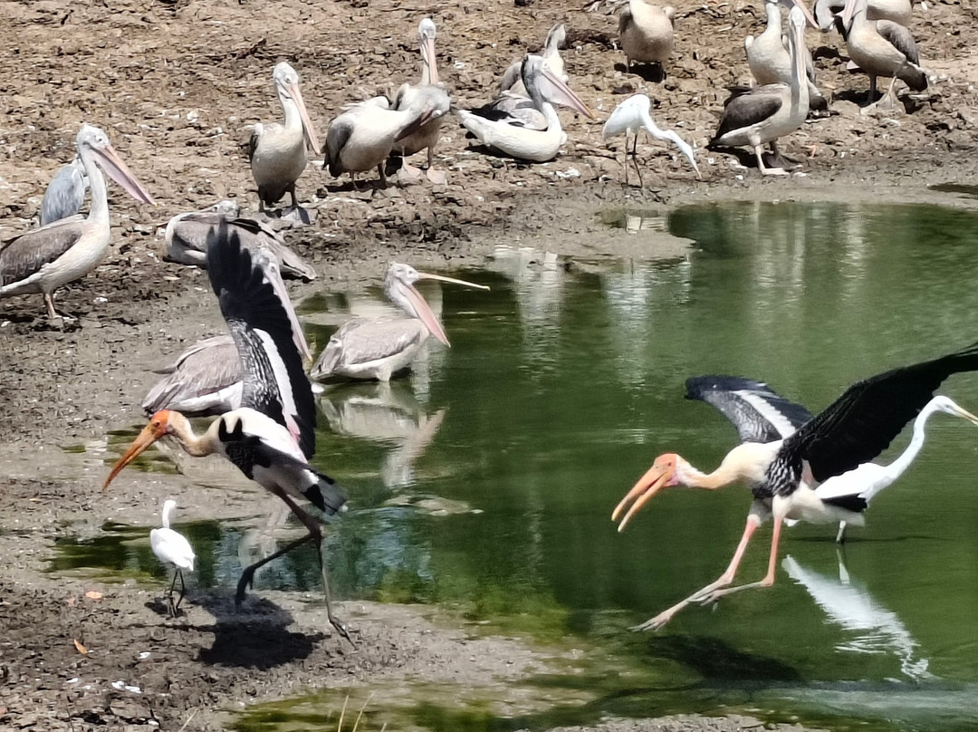 Southern Wild Safari-蒂瑟默哈拉默必去景点