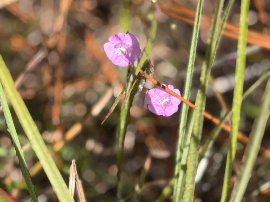 Kisatchie National Forest-Provencal必去景点