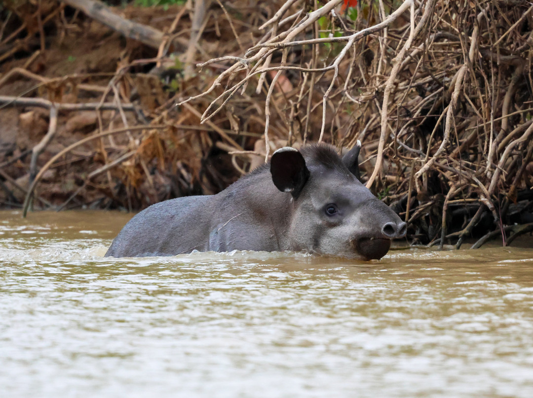 Pantanal Jaguar Safaris-Chapada dos Guimaraes必去景点