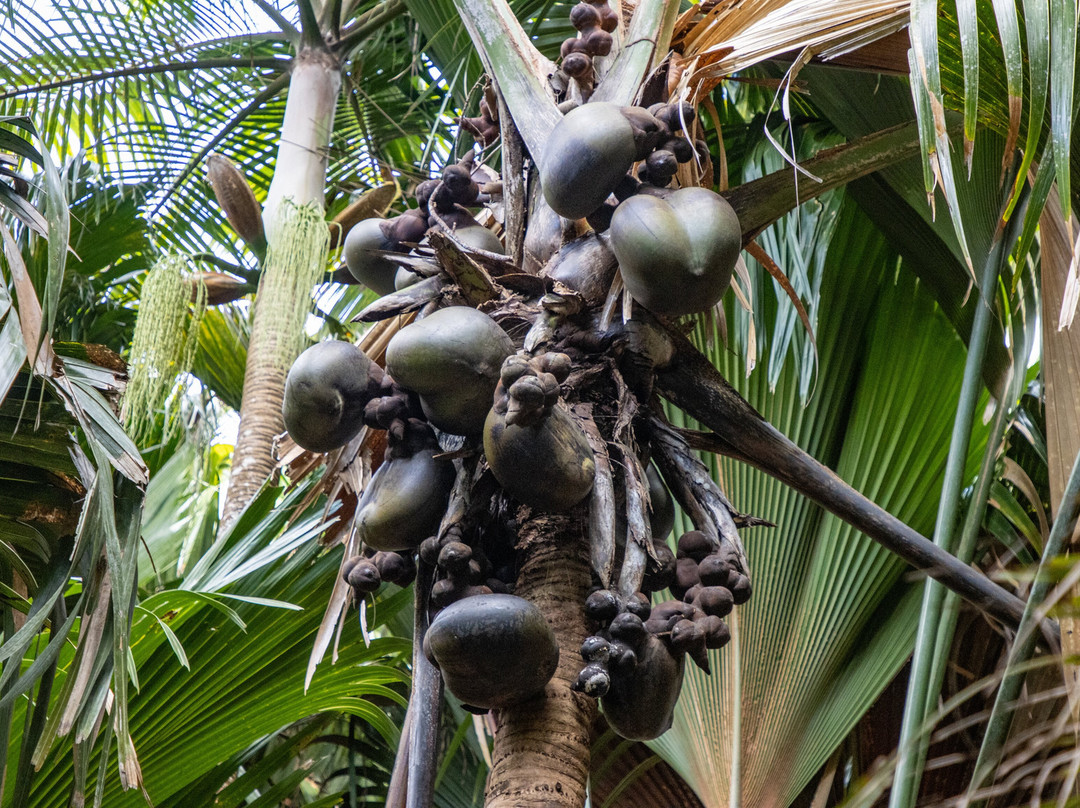 Dave's  Tour-普拉兰岛必去景点