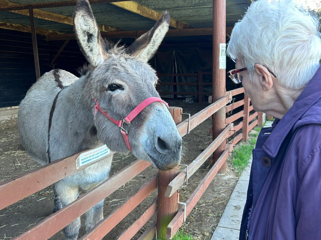 Hillside Shire Horse Sanctuary-West Runton必去景点