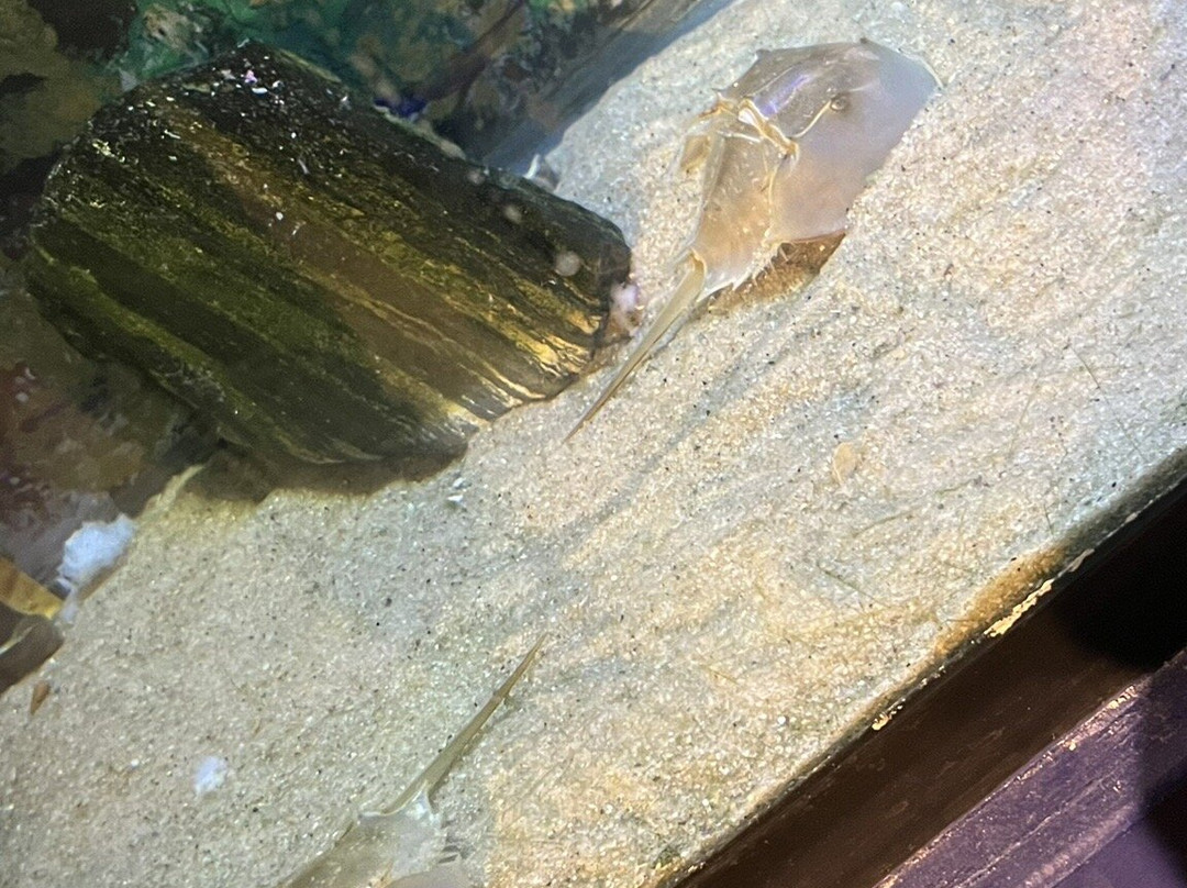 Cape Cod Museum of Natural History-Brewster必去景点