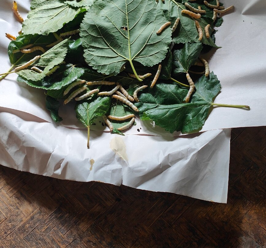 Thai Silk Village-山甘烹必去景点