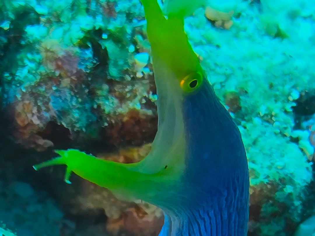 Scuba Junkie Komodo-Labuan Bajo必去景点