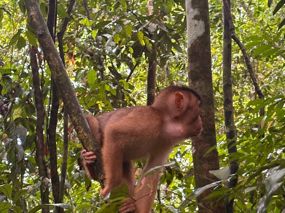 Bukit Lawang Trekking-武吉拉旺必去景点