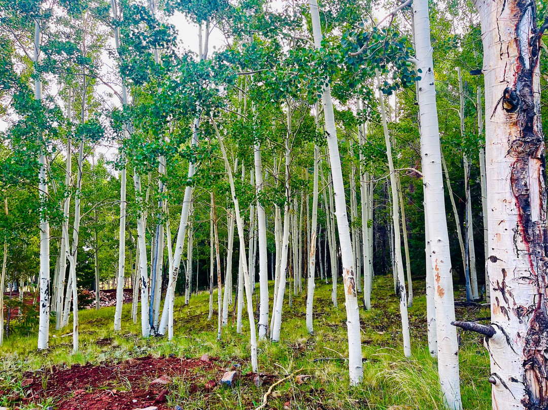 Sunrise Park Resort-Greer必去景点