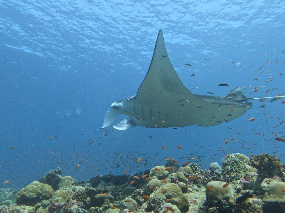 Euro-Divers Dhigali-Meedhoo必去景点