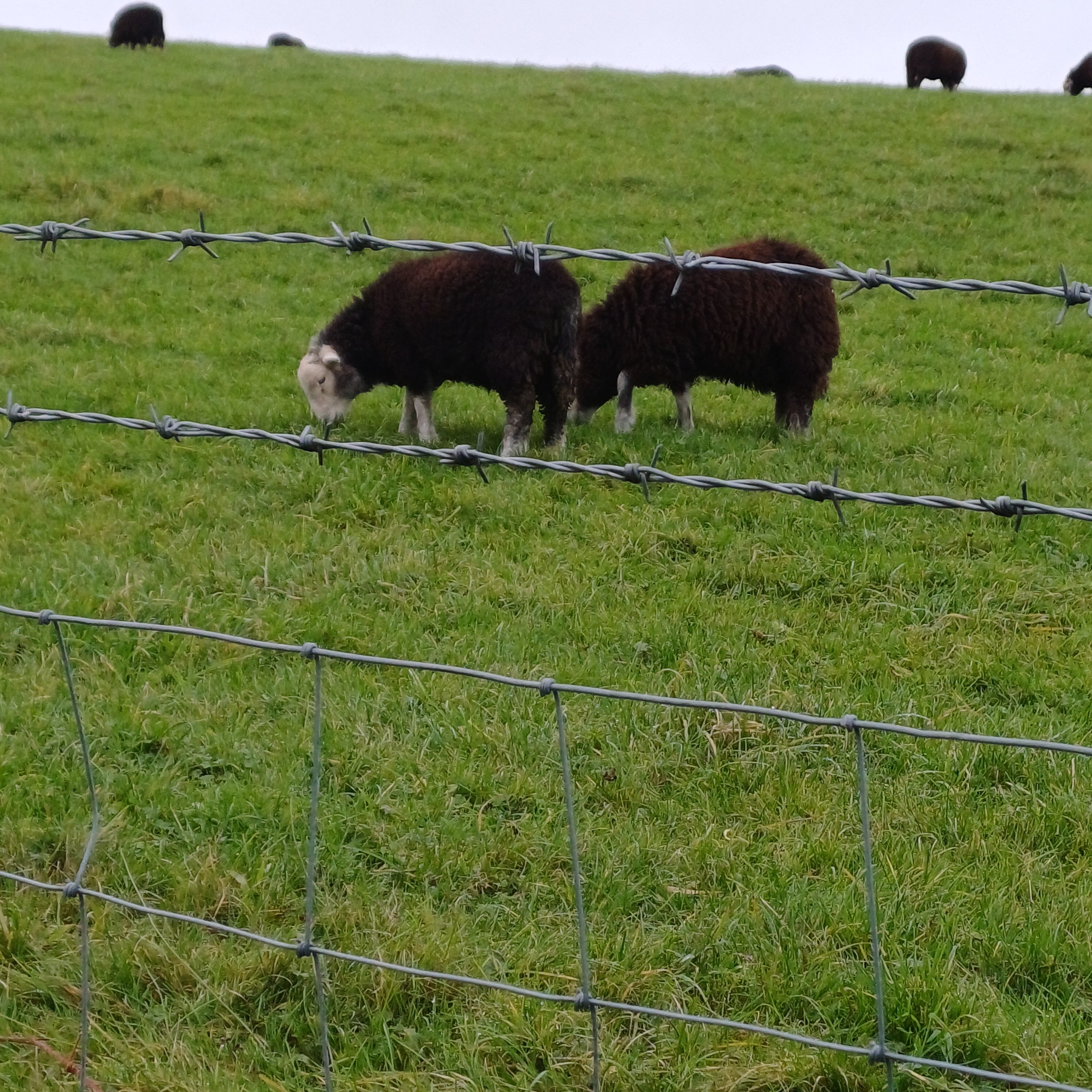 Meadowcroft Country Guest House-官方