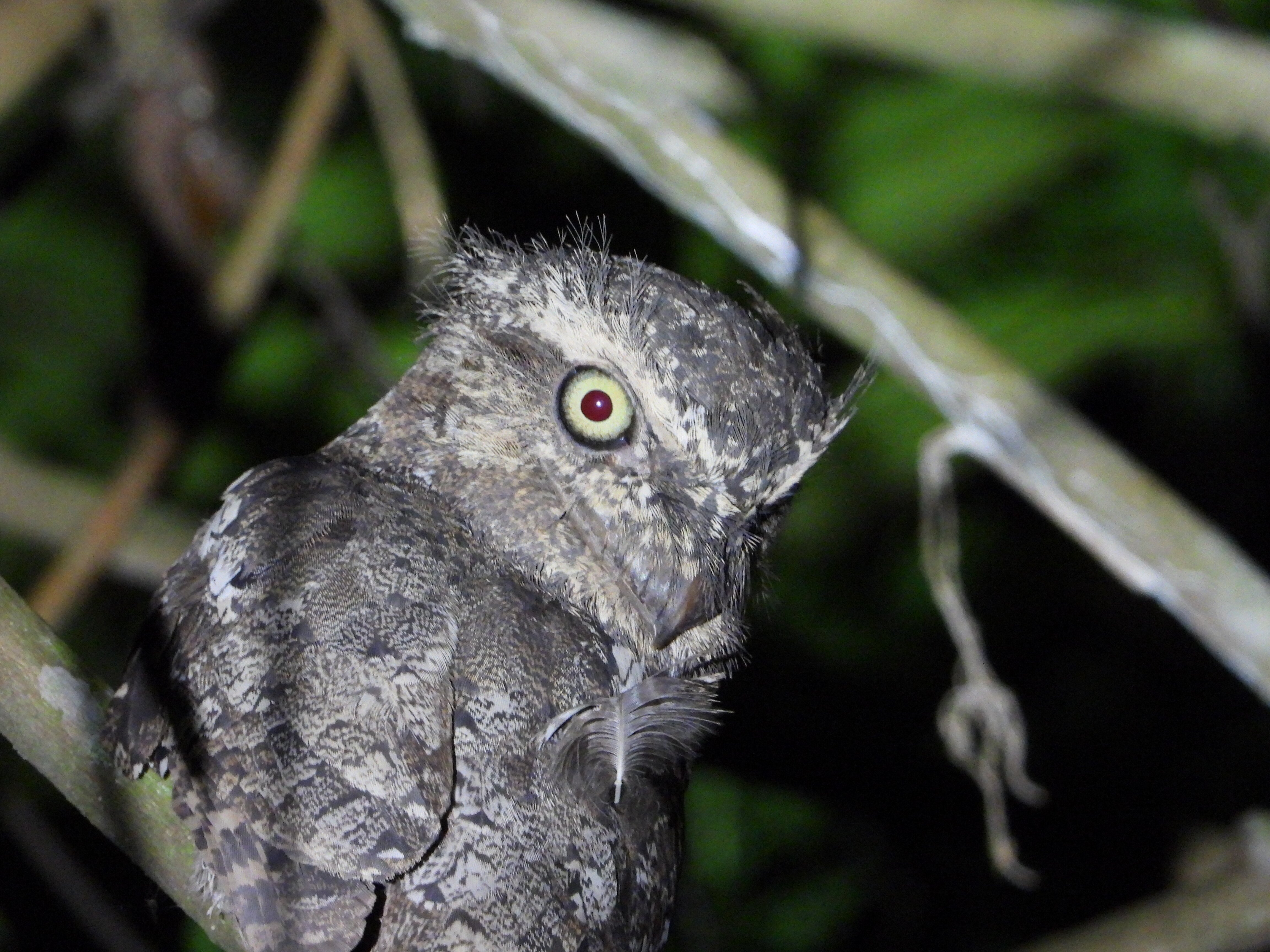 萨特沃大象生态酒店-官方
