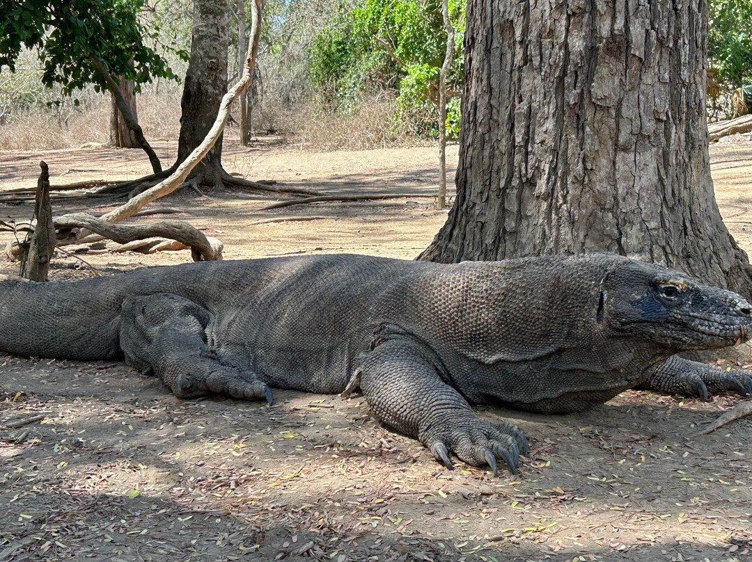 East Indonesia Trip-Labuan Bajo必去景点