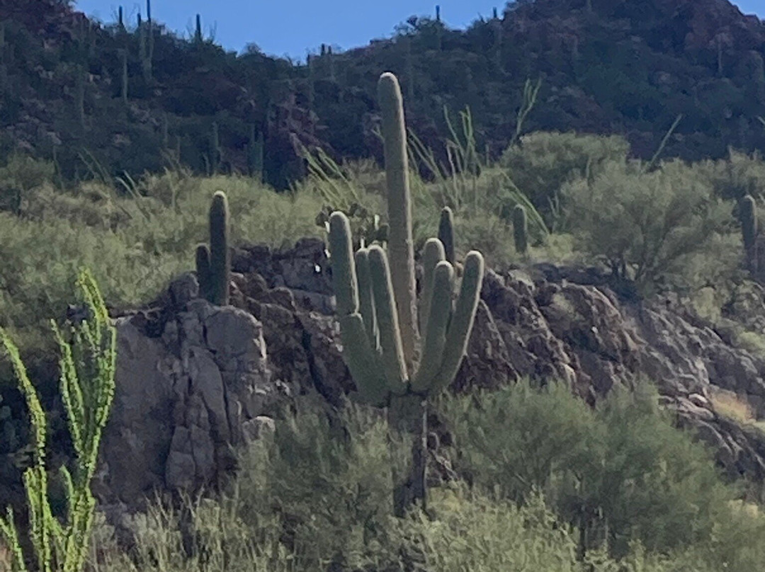 Tucson Mountain Park West-图森必去景点